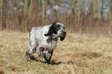 SETTER ANGLAIS 039